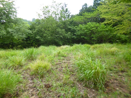 駆除後