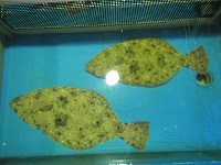 活ヒラメ