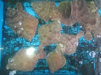 ホンメイタの活魚