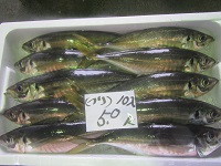マアジ