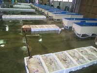 小型底びき網の漁獲物