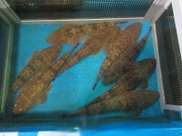 マゴチ