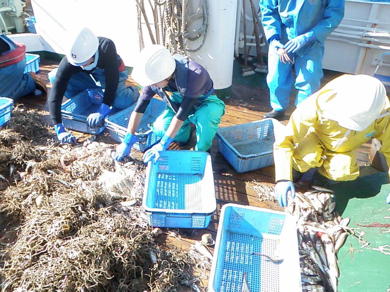 魚種別に選別している様子