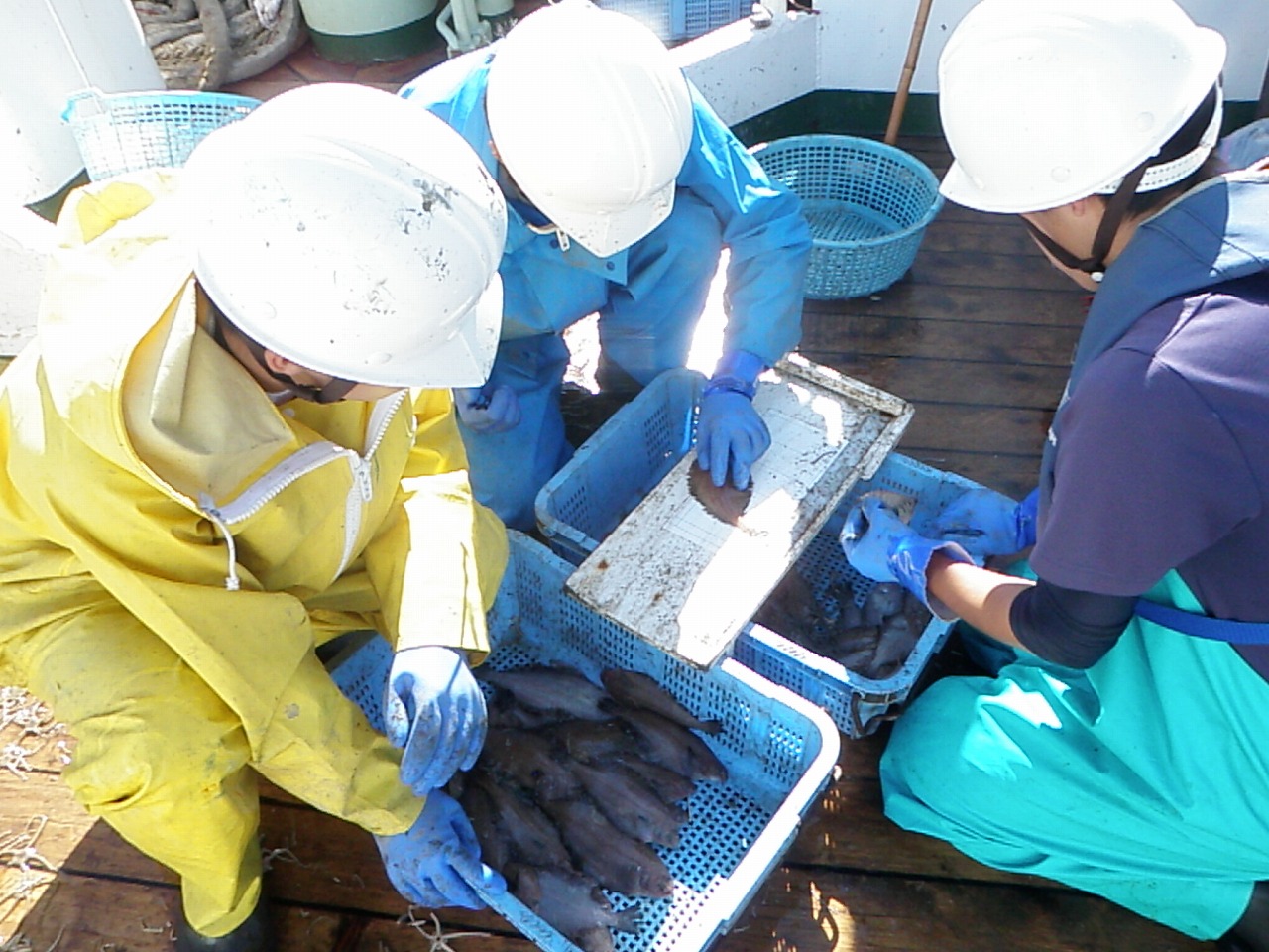 魚種別に計測を行っている様子