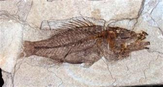 イナバケツギョの化石の写真