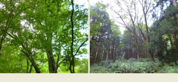 大山滝までの風景3