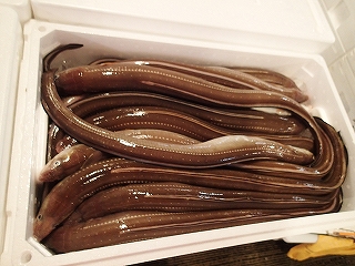 マアナゴ