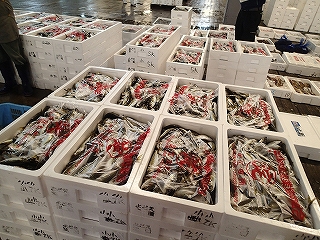 マアジ