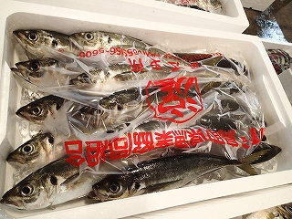 マアジ
