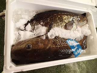 マダラ
