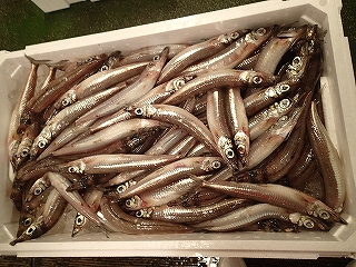 ニギス（沖ぎす）