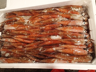 ヤリイカ