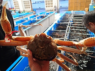 とっとり特選松葉がに五輝星に認定されたカニ