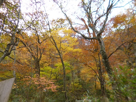 急階段から見える色とりどりの紅葉