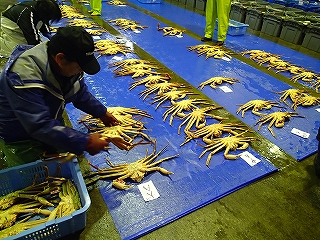 立ガニ（大型の松葉がに）の陳列