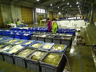 賀露水揚げ状況