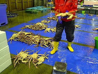 立ガニ（大型の松葉がに）の選別の模様