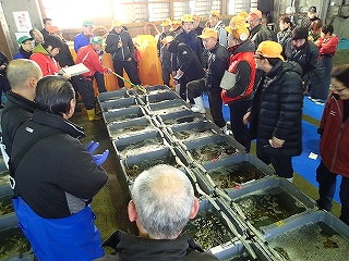 賀露地方卸売市場でのセリ