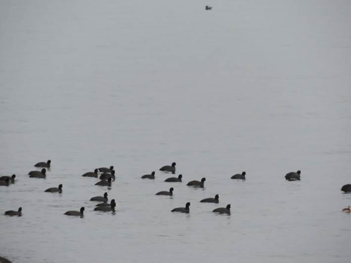 水鳥公園のオオバン