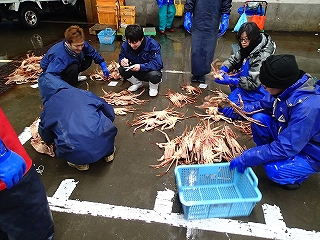 カニの選別、タグ付け作業