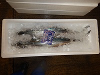 サワラ