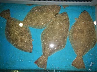 ヒラメ