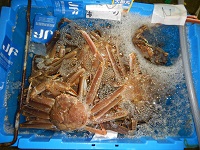 活松葉がに