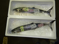 サワラ