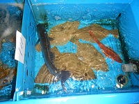 活ヒラメ、スズキ、ホウボウ入り