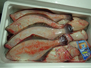 産卵後の個体が多いアカガレイの魚箱
