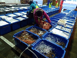 若松葉がにの陳列作業