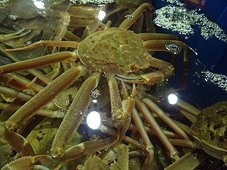 若松葉がに（脱皮6カ月以内の雄のズワイガニ）