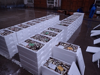 ハタハタ1隻分の出荷状況