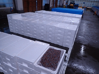 ホタルイカ出荷状況