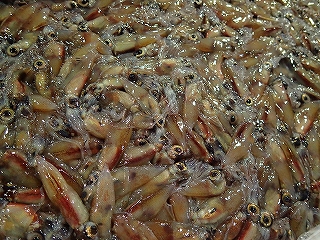 ホタルイカ