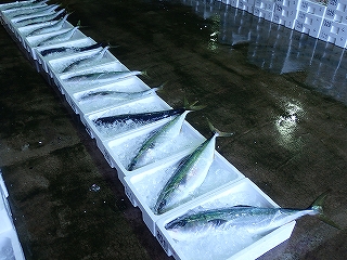 マルゴ