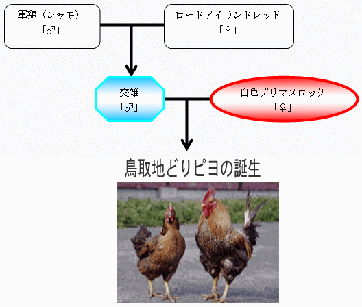 ピヨの交配方法の図