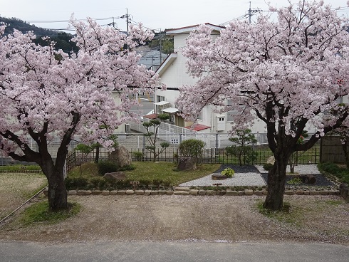 桜の木