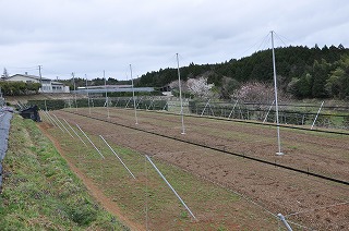 育種ほ場