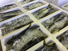 hamachi1