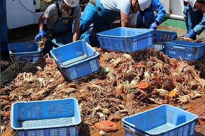 カニ大量