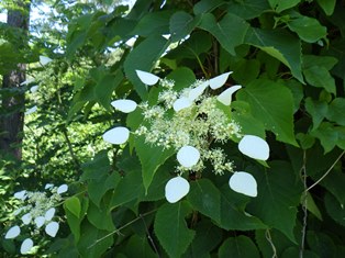 木に絡みつくイワガラミ