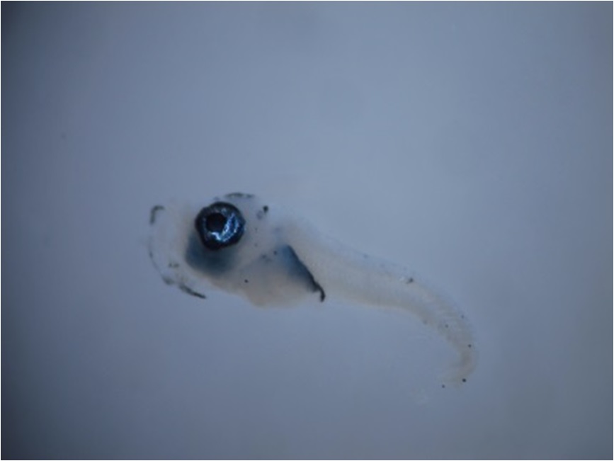 クロマグロの仔魚