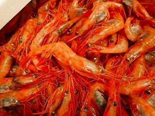 ホッコクアカエビ（赤エビ、甘エビ）