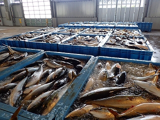 ワラサの水揚げ状況（一部）