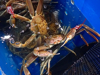 松葉がに(雄のズワイガニ)