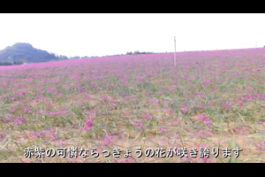 らっきょうの花畑～まるで赤紫のじゅうたん～（動画リンク）