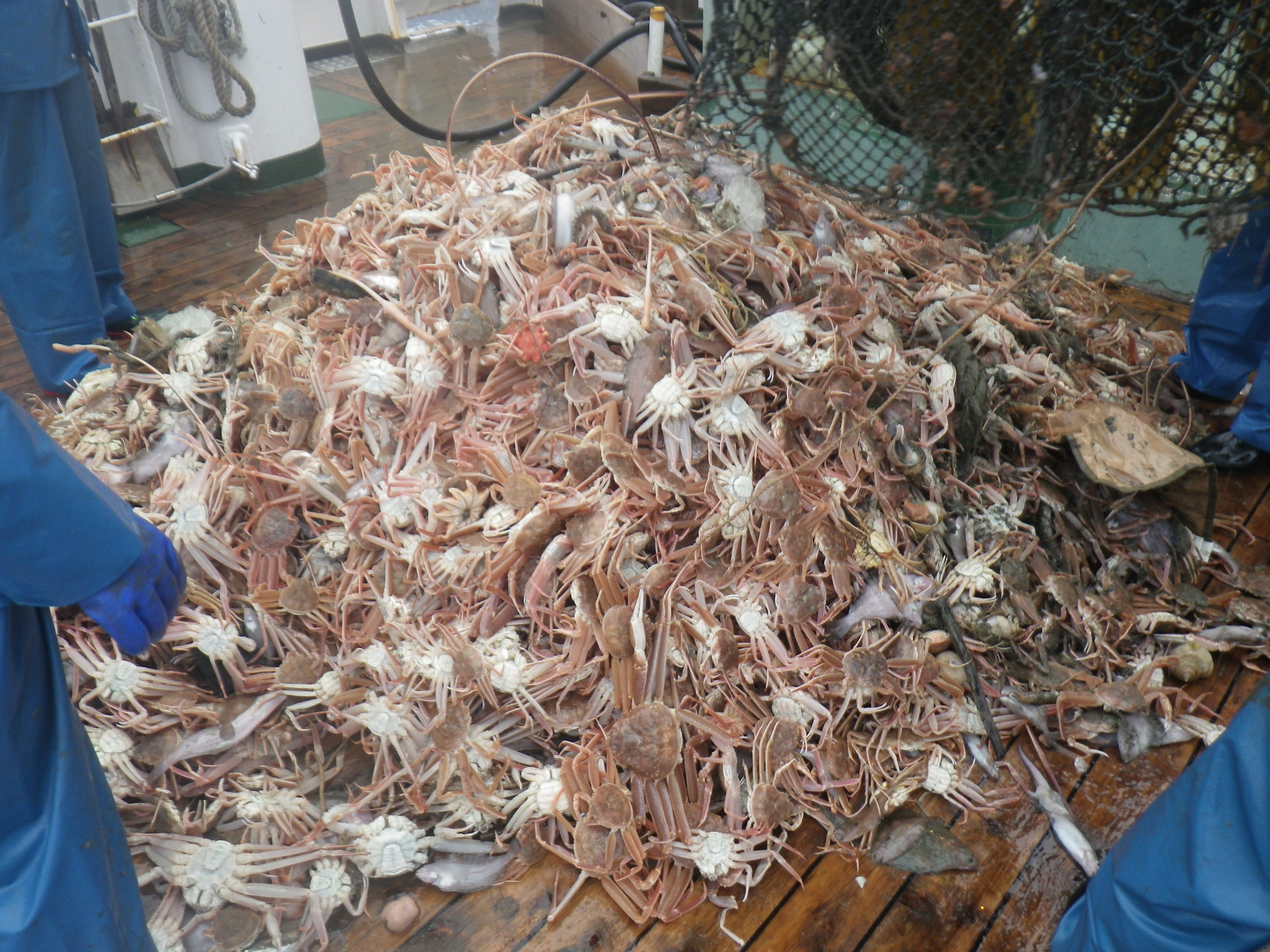 漁獲物