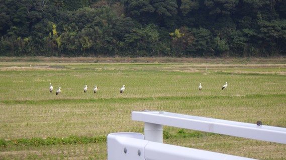 北栄町内の田園地帯