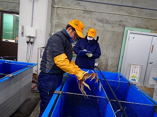 ズワイガニの測定の様子